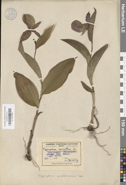 LE 01027951