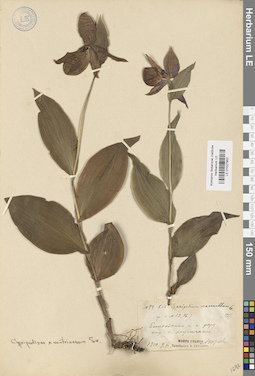 LE 01027952