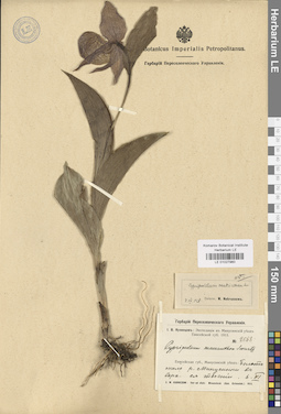 LE 01027960