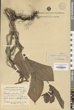 LE 01027966