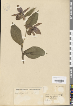 LE 01027974