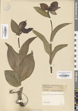 LE 01027976