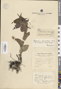 LE 01027979