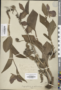 LE 01027983