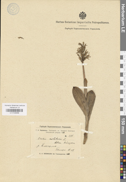 LE 01028068