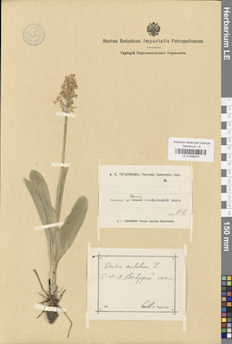 LE 01028074