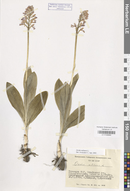 LE 01028082
