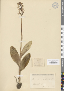 LE 01028094