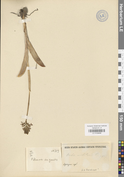 LE 01028095