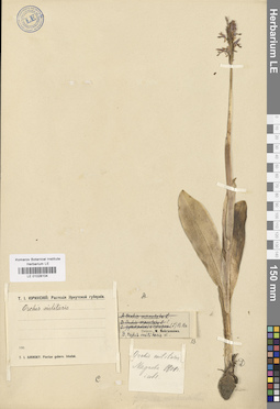 LE 01028104
