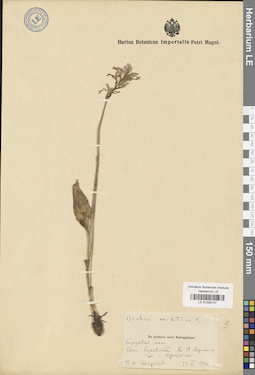 LE 01028137