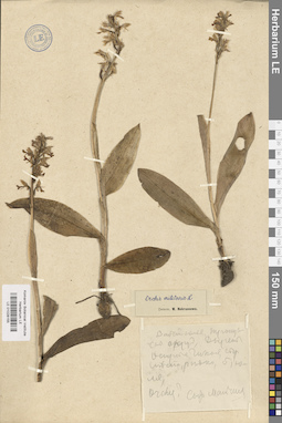 LE 01028155