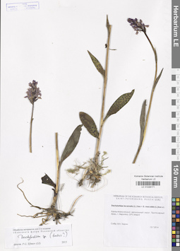 LE 01028171