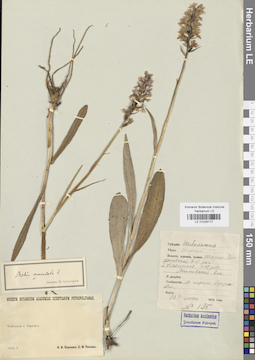 LE 01028177