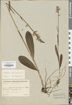 LE 01028181