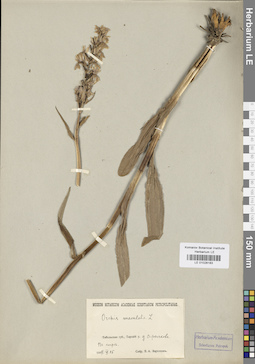 LE 01028183