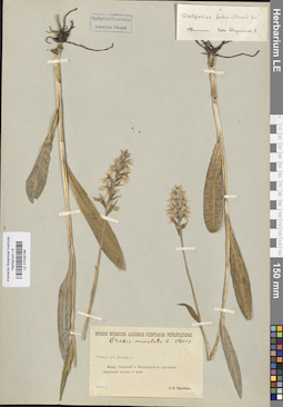 LE 01028188