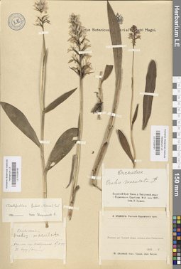 LE 01028191
