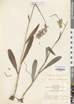 LE 01028200