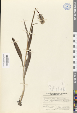 LE 01028302