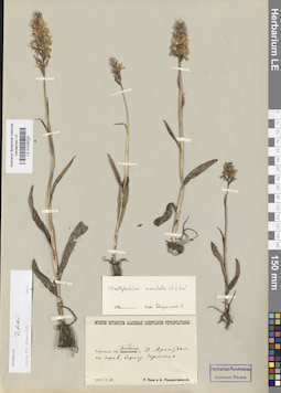 LE 01028703