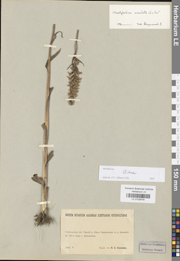 LE 01028704