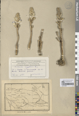 LE 01273081