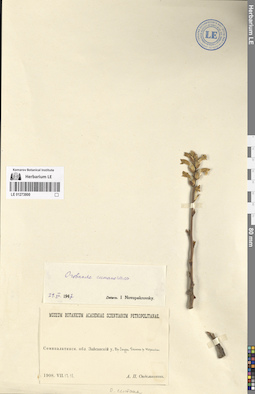 LE 01273800