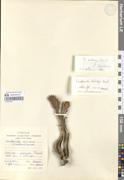 LE 01274103