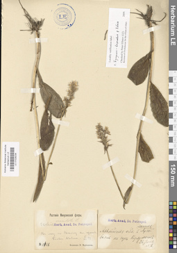 LE 01028234