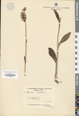 LE 01028333