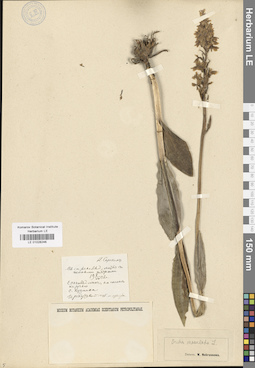 LE 01028246
