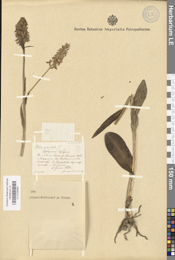 LE 01028382