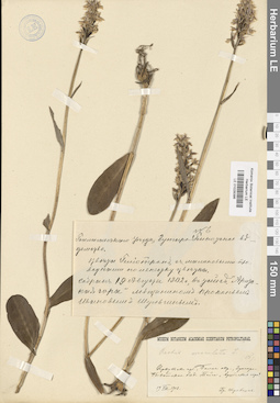 LE 01028386