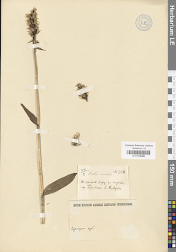 LE 01028388