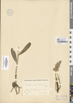LE 01028393