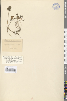 LE 00052397
