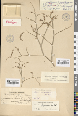 LE 01047542
