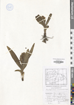 LE 01028471