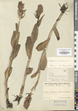 LE 01028524