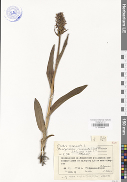 LE 01028534