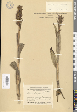 LE 01028535