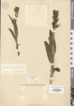 LE 01028594