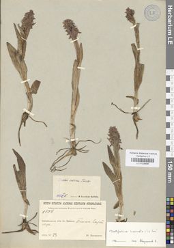 LE 01028606