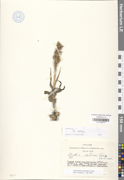 LE 01028727