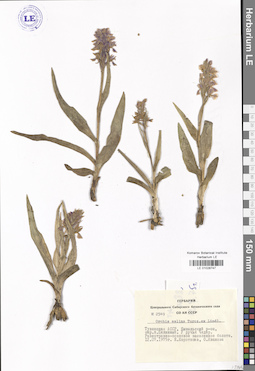 LE 01028747