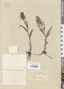 LE 01028774