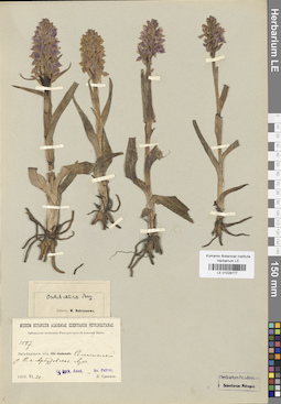 LE 01028777