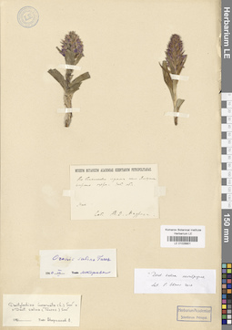 LE 01028901