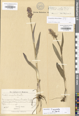 LE 01028796